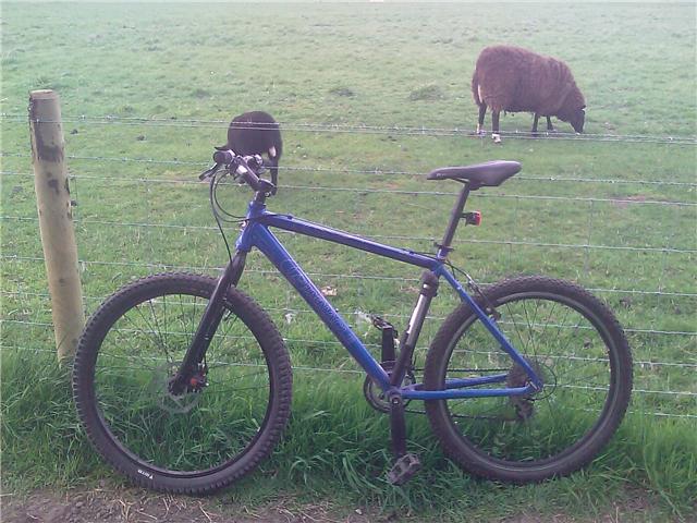 Bike%20with%20sheep.jpg